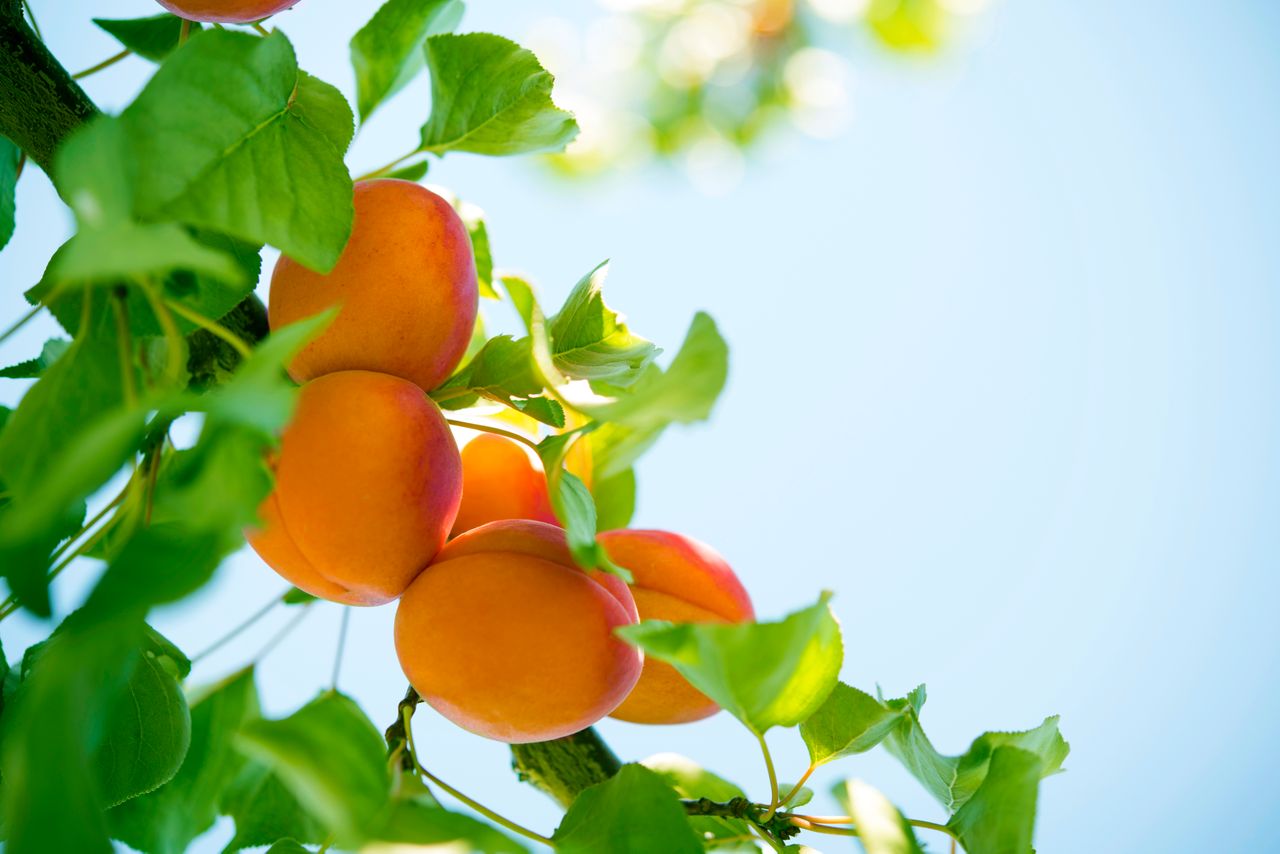MWC_Apricots_PFR4216