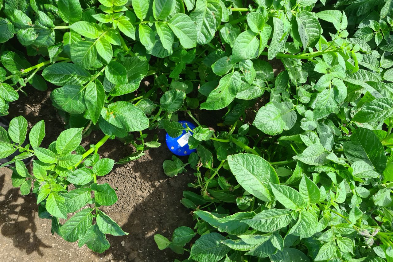 MId Growth3