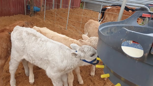 Calves-milk-farm