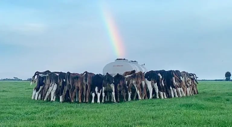 Cows-dairy-farm-rainbow