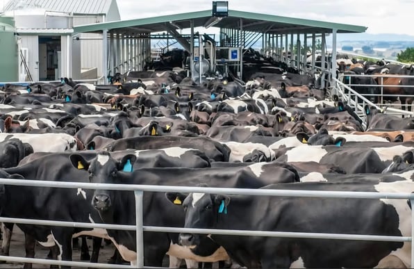 Cows-farm1